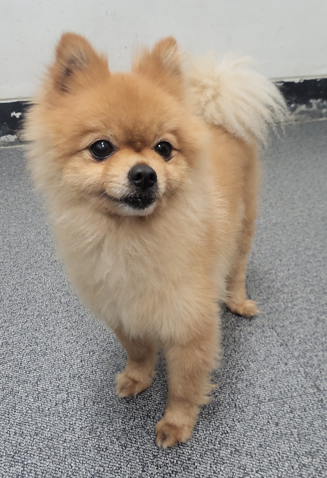 포메라니안 이미지 파일 입니다.